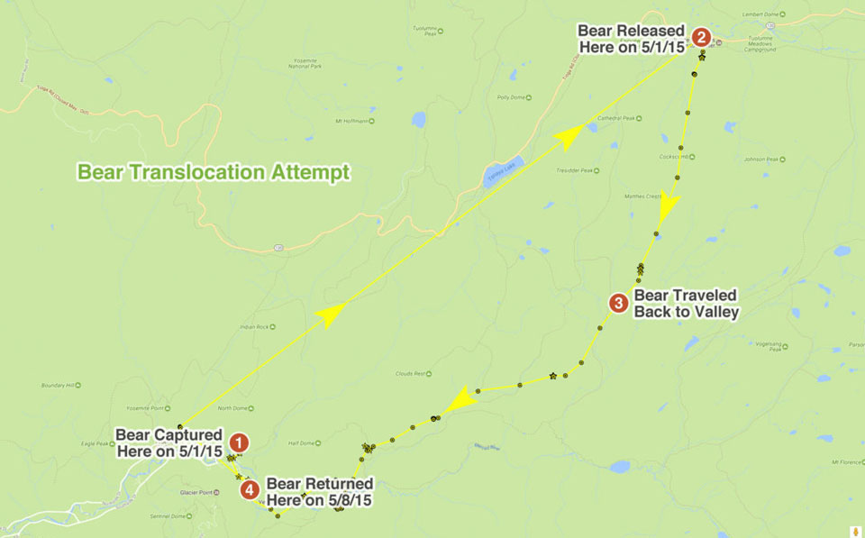 GPS track showing path bear took from Tuolumne Meadows back to Yosemite Valley