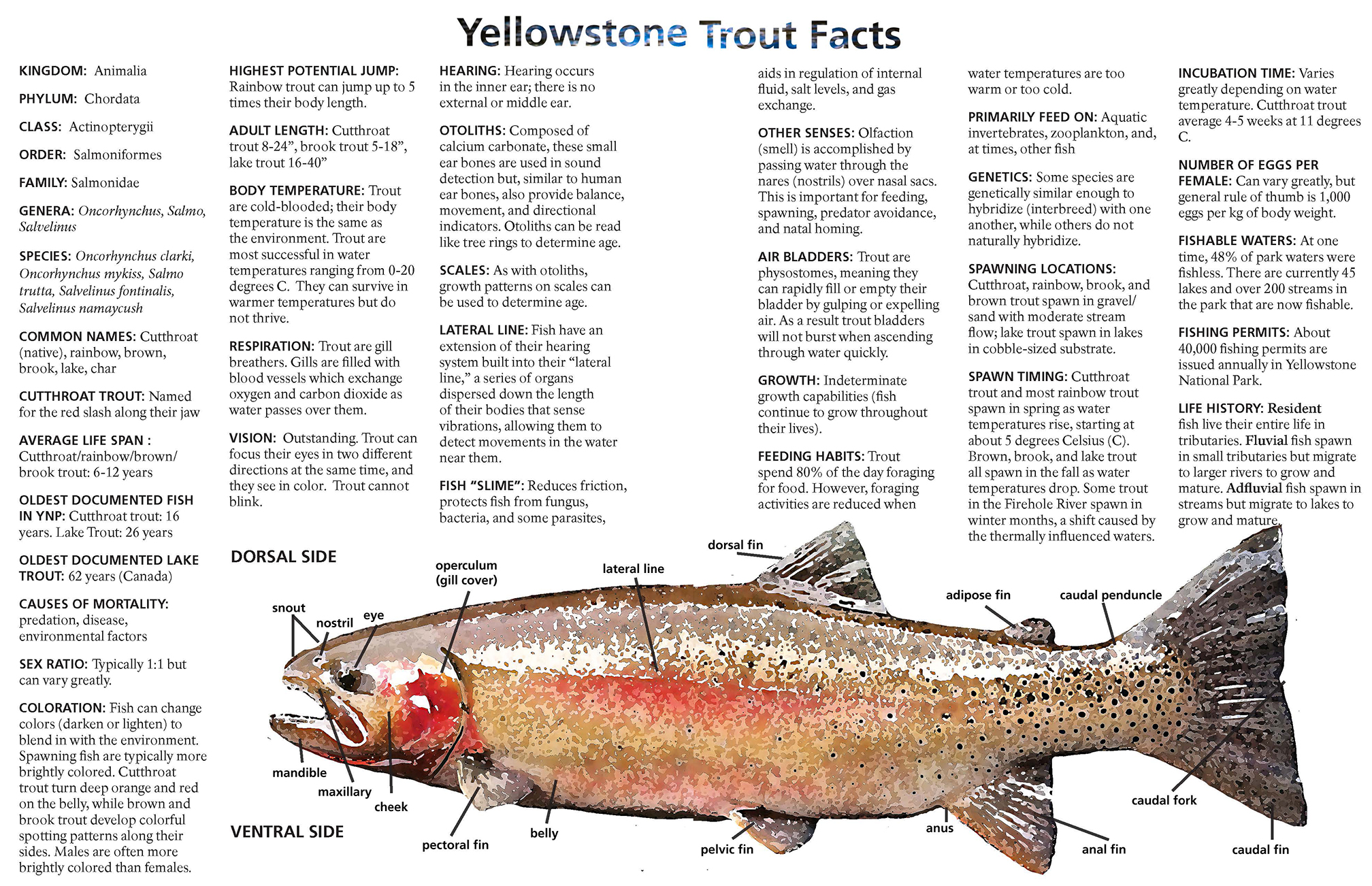 Trout Facts from Yellowstone Science 25(1)