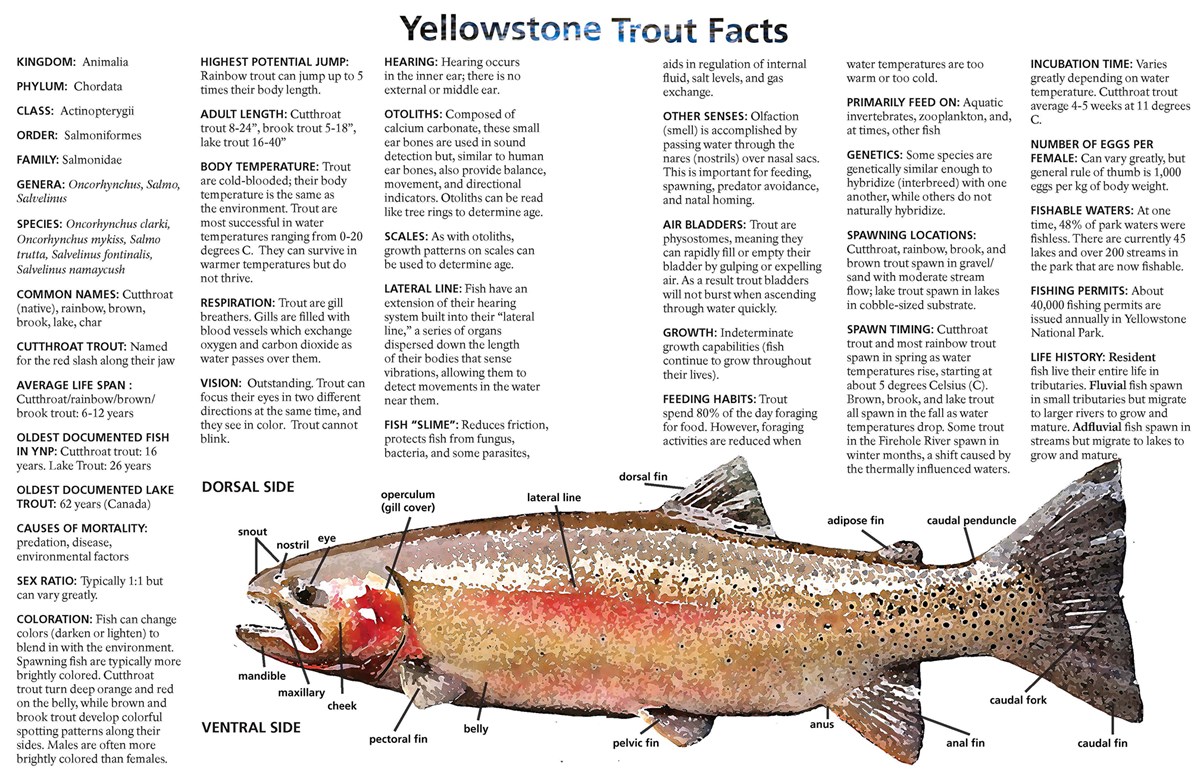 Yellowstone Trout Facts (U.S. National Park Service)