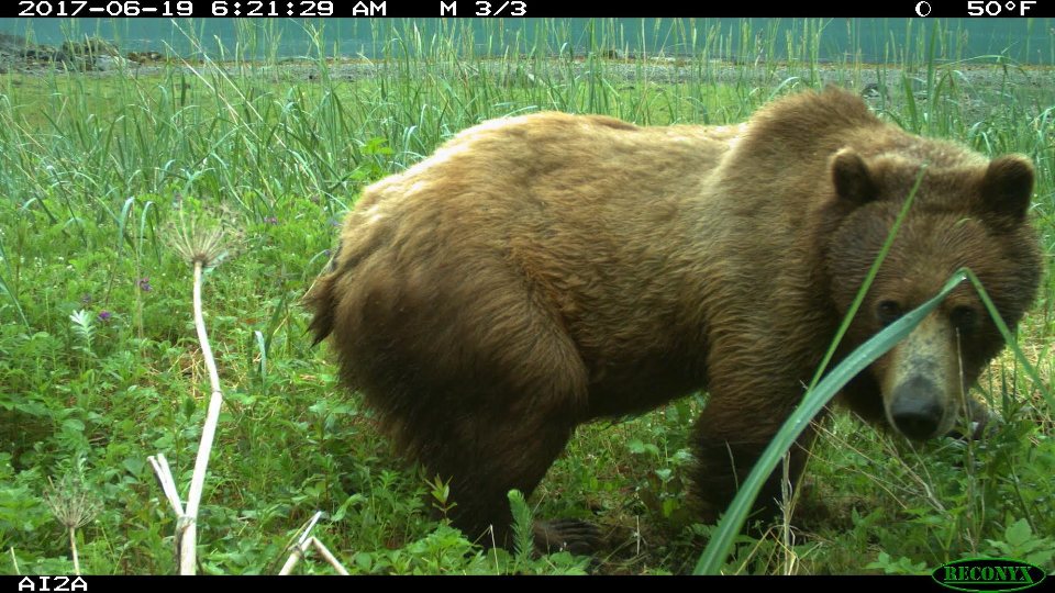 A brown bear photographed by motion sensor camera at the mouth of Adams Inlet.