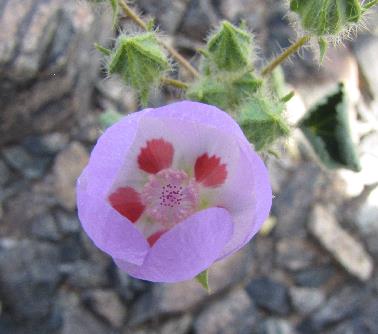 small globe-like pink flower with 5 dark red spots visible inside the flower