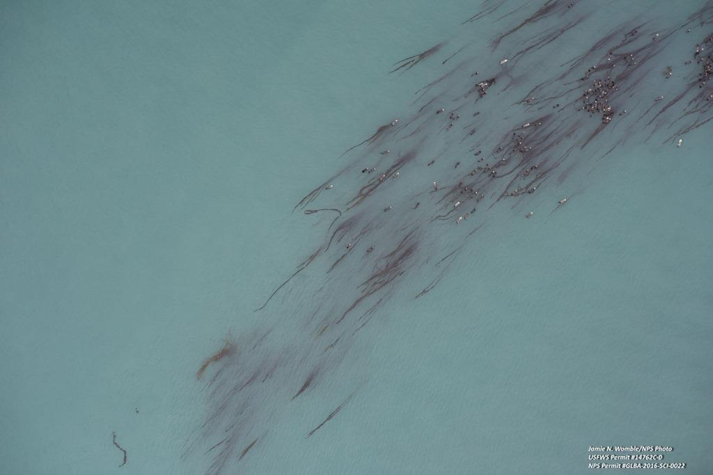 aerial view of sea otters in kelp