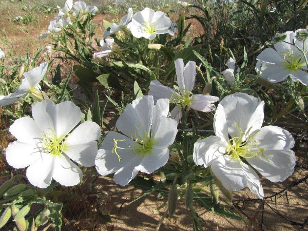 a white flower with large, flat petals and yellow stamen grow in a group low to the ground