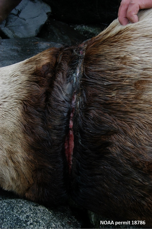 scarred sea lion neck