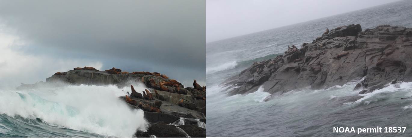 Waves crash on rocks with sea lions