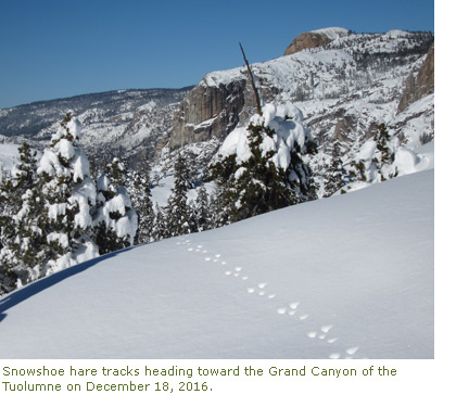 Snowshoe hare tracks in the snow heading toward the Grand Canyon of the Tuolumne