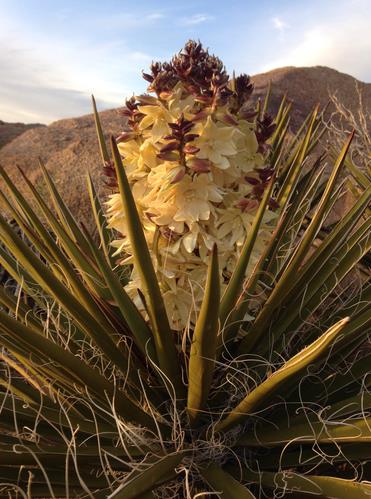 a tall stalk covered in thick, cream-colored flowers extend over a base of upturned green spiked yucca leaves