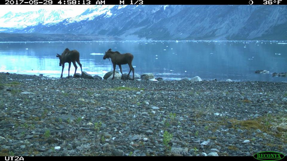 Two young bull moose photographed by motion sensor camera in Tarr Inlet.