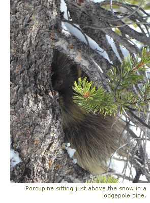 Porcupine in lodgpole pine