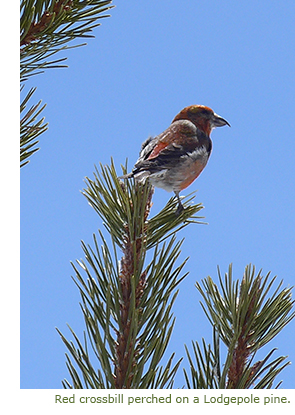 Red crossbill perched on a lodgepole pine