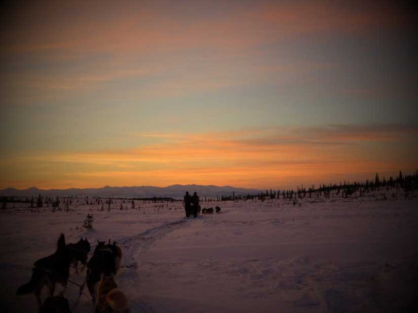 dog teams traveling a snowy field under a sky tinged orange by the setting sun