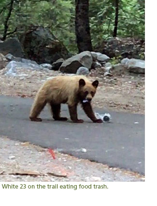 A young bear eating trash on a busy trail.