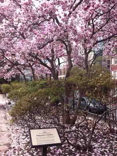 Magnolia tree in bloom.