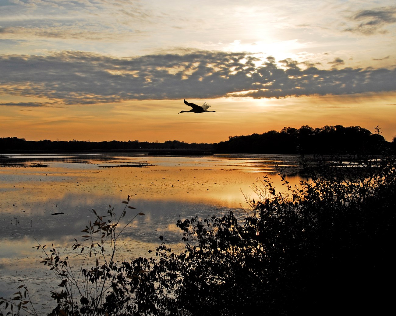 The sky is orange as the sun sets behind the Great Marsh.  A Great Blue Heron lands in the still waters.