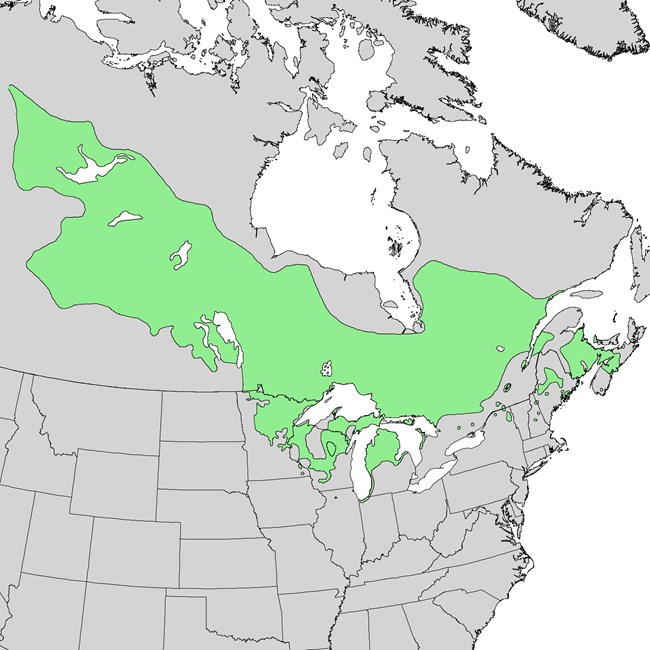 Map of the United States depicting in green the areas that jack pine trees grow naturally. Southern Lake Michigan at Indiana Dunes is their furthest south extent.
