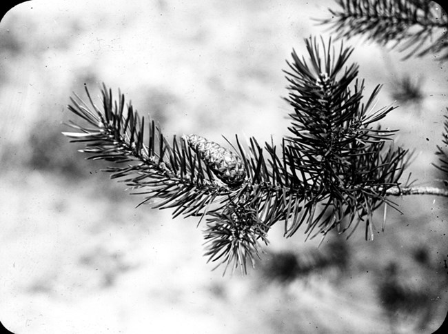 Black and white historic photograph of the end of a jack pine branch with a pine cone