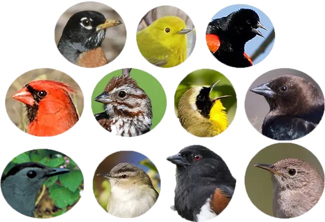 Top 11 species during surveys, 2014–2018. Left to right from top: American Robin, Yellow Warbler, Red-winged Blackbird, Northern Cardinal, Song Sparrow, Common Yellowthroat, Brown-headed Cowbird, Gray Catbird, Red-eyed Vireo, Eastern Towhee, House wren