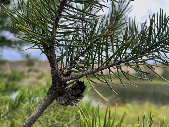 Color photograph of the tip of a jack pine tree branch with a pinecone