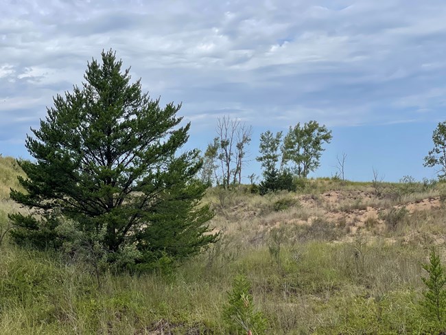 Sand dune scene with sparse grassy vegetation and pine trees