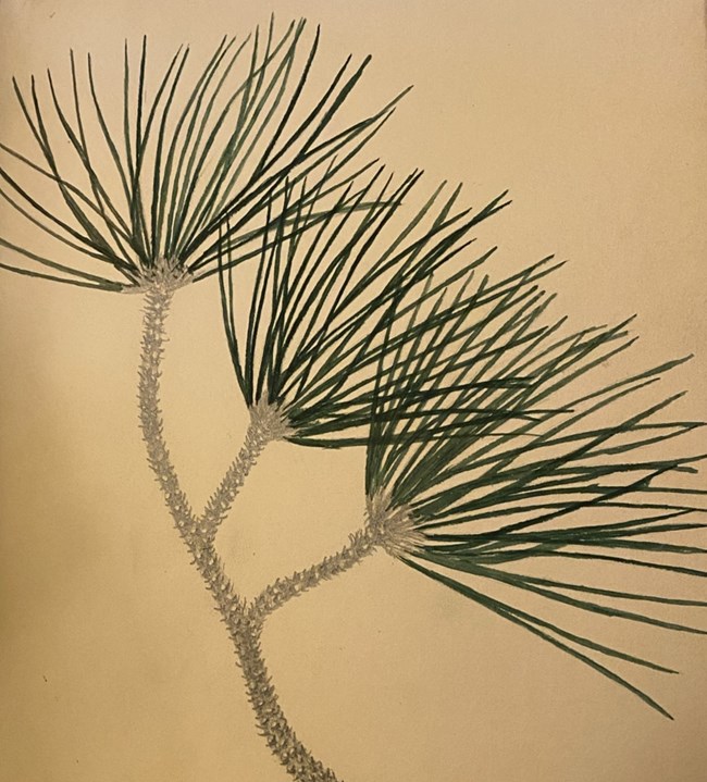 Color illustration of a close-up view of jack pine needles, showing two needles to a bunch
