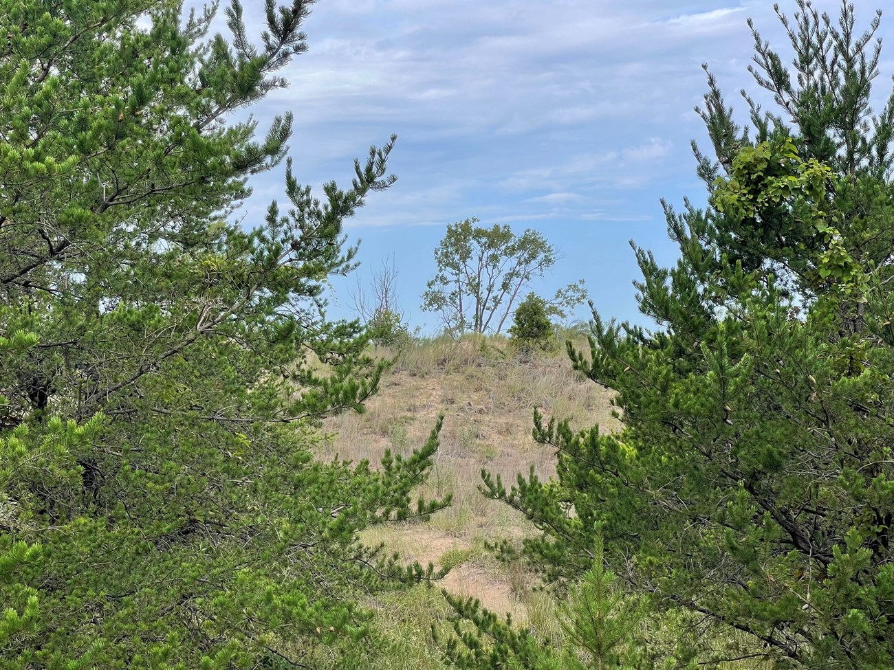 Two jack pine trees with lush green branches stand in front of a sandy dune complex with juniper bushes and cottonwoodtrees