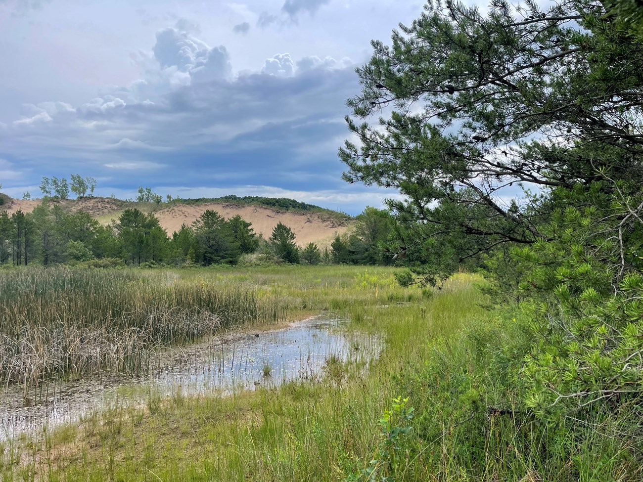 Intradunal wetland with sedges, rushes, and other wetland vegetation surrounded by sand dune and jack pine trees.