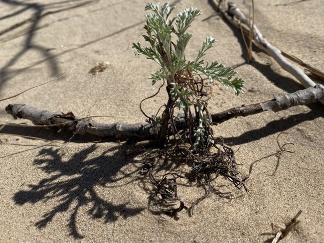 A light green wormwood plant casting its shadow on the tan sand.