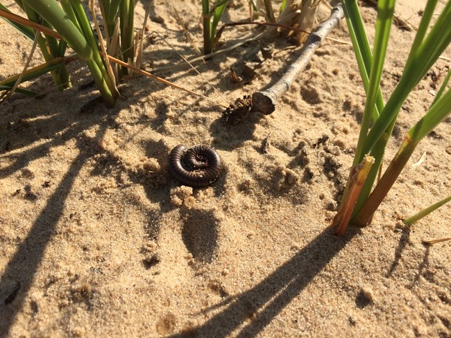 American Giant Millipede at Central Avenue Beach