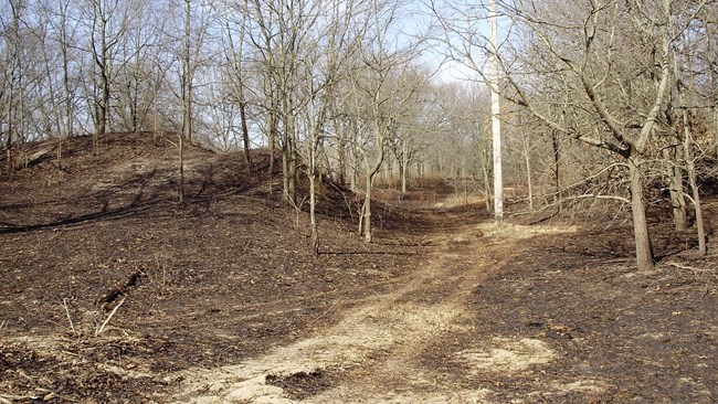 burned forest debris