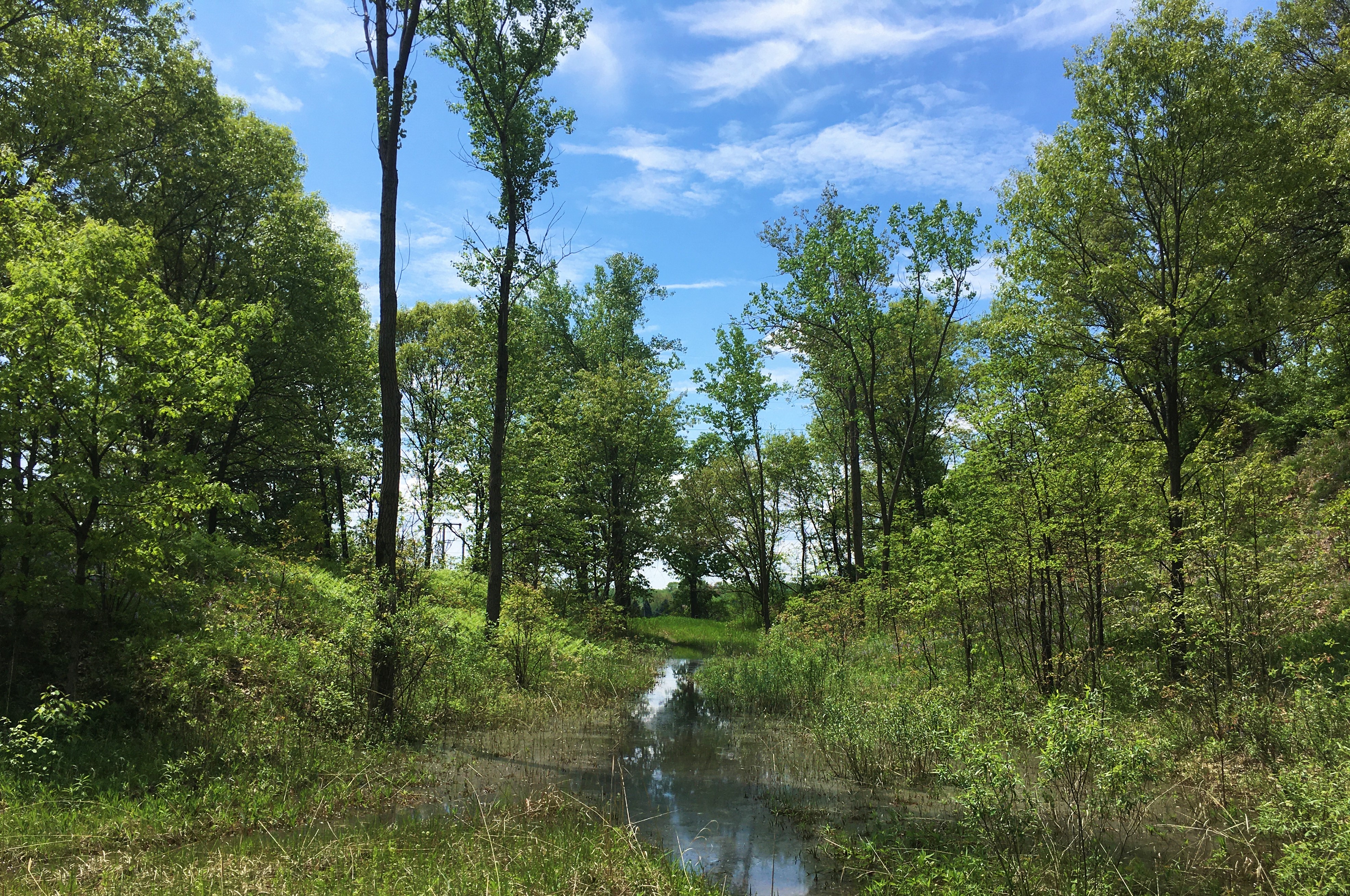 flooded section of Tolleston Dunes trail, oak trees border the trail