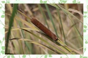 Narrow leaf cattail, an exotic species now found in Indiana Dunes National Lakeshore