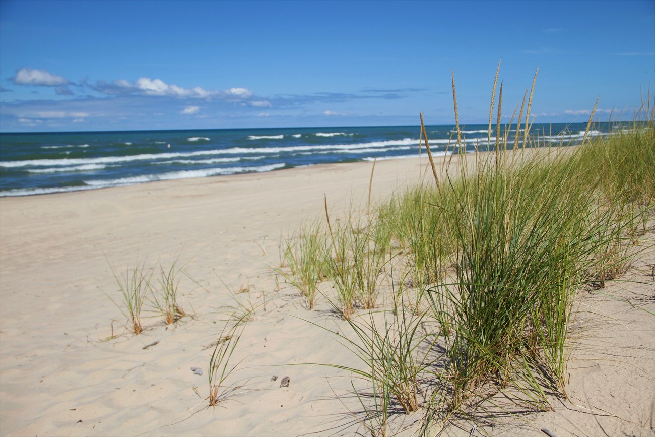 Marram grass grows alongside the shoreline.