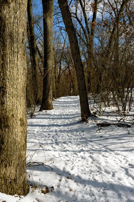 Calumet Dunes Trail in the winter