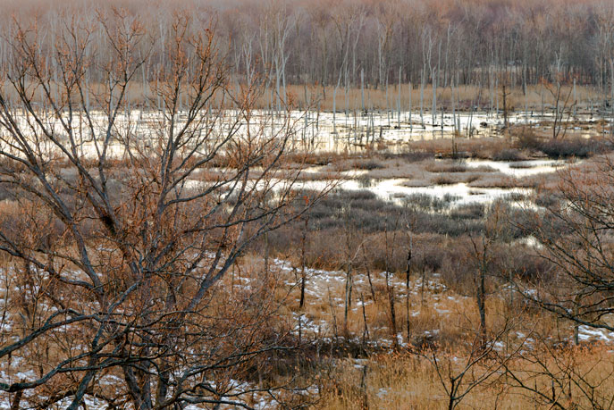Overlooking the Great Marsh