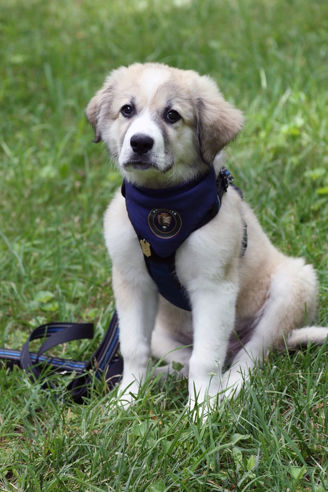 Bark Ranger