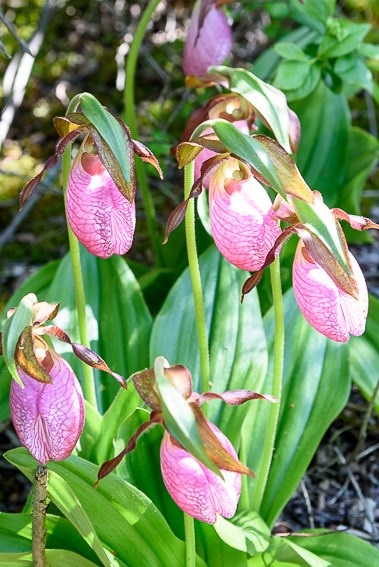 Pink lady's slipper orchids at Pinhook Bog.