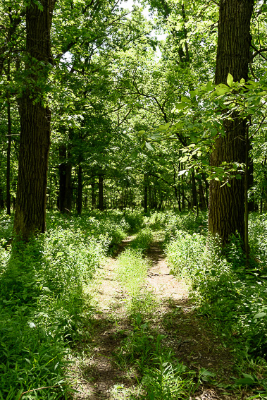 Hobart Woodland Trail