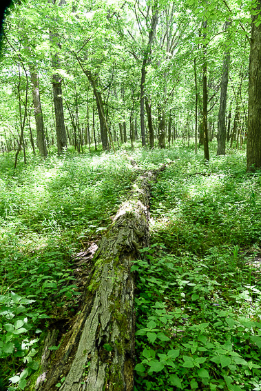 Fallen tree on the Hobart Woodland trail.