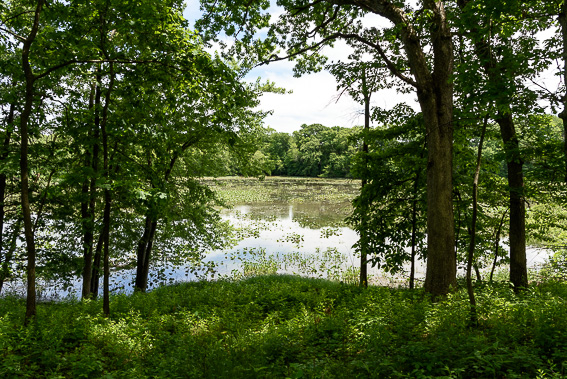 Hobart Woodland Trail