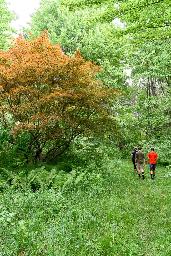 Three visitors walk down a grassy trail with large trees above and ferns along the trail's edge