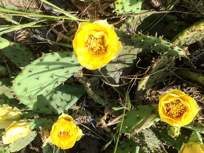 Tolleston Dunes Trail