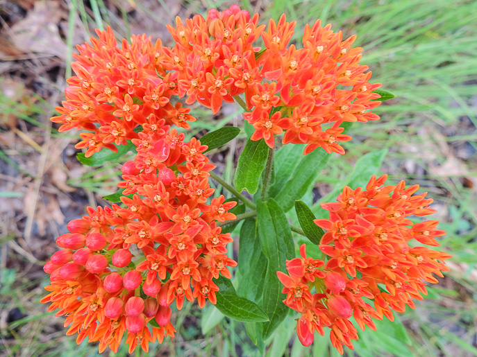 Tolleston Dunes Trail