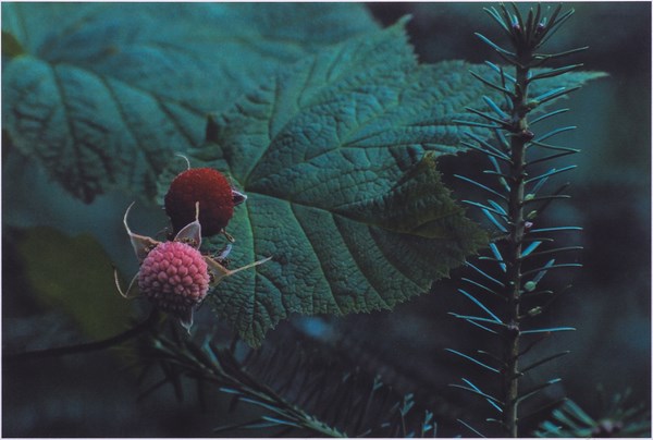 A photograph shows a large leaf and red berry