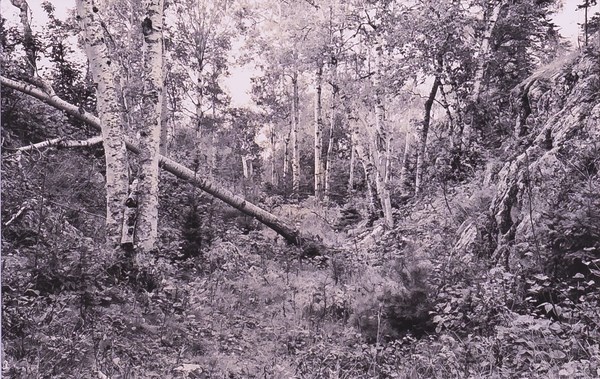 A photograph shows a forest scene