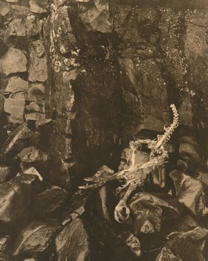 A photograph of an eagle skeleton on wet rocks