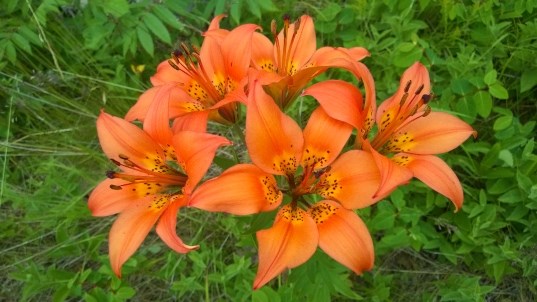 A cluster of beautiful bright orange, large flowers with black spots on them