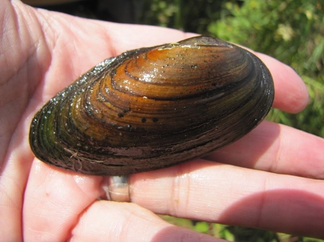 A closed freshwater mussel in somebody's hand