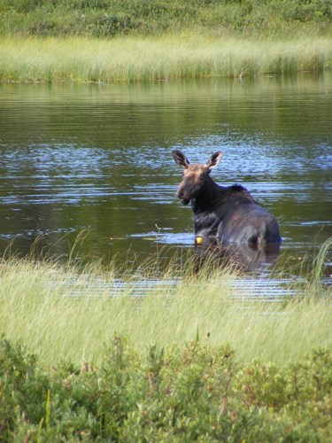 A photograph shows a small moose standing in water looking back at the camera. Vegetation surrounds the small body of water the moose is in