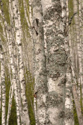 A photo shows many narrow white birch trees with a tiny bit of green vegetation visible