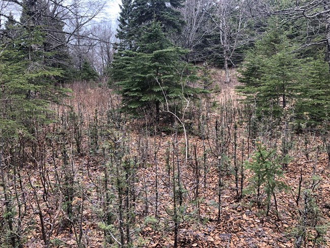 A forest of balsam fir whose growth has been stunted by moose overbrowsing.